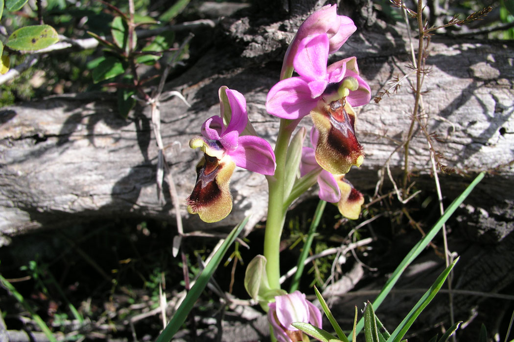 Orchideen auf Mallorca