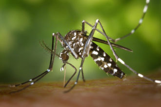 Tigermuecke auf Mallorca