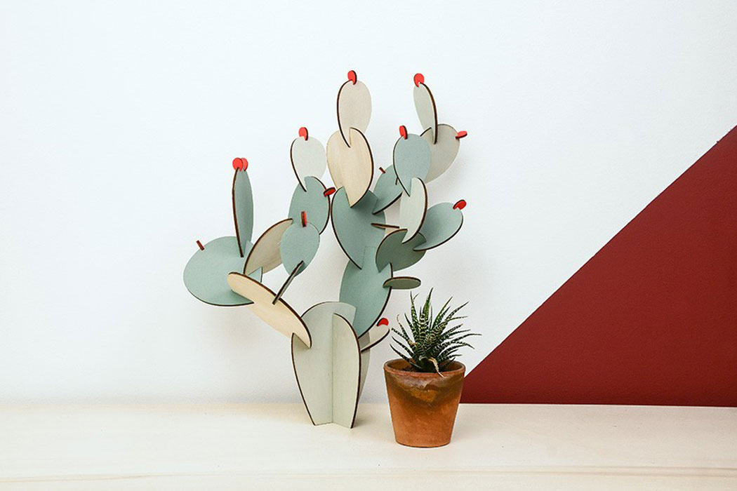 Kaktus fürs Wohnzimmer
