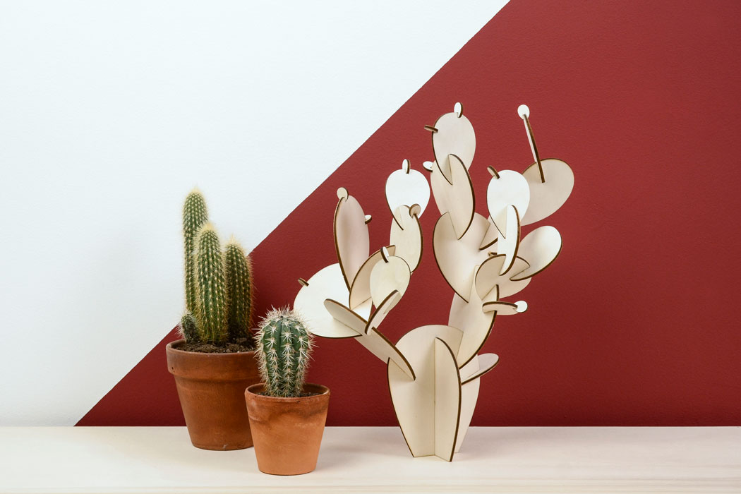 Kaktus fürs Wohnzimmer