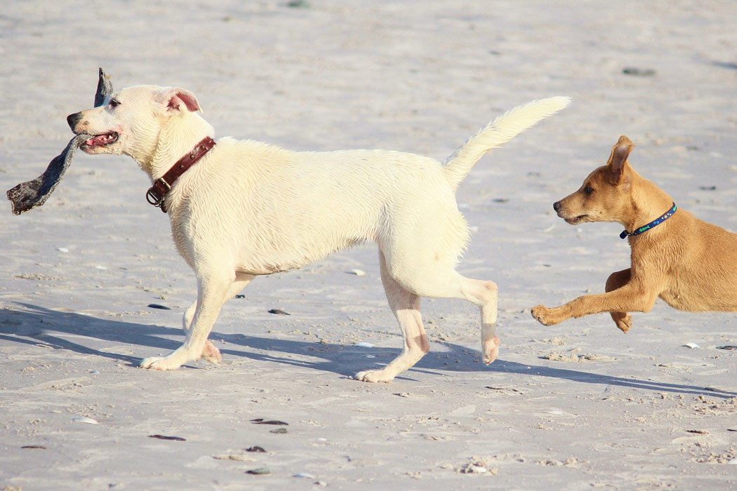 Hunde am Strand von Mallorca