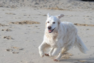 HUnde willkommen auf Mallorca
