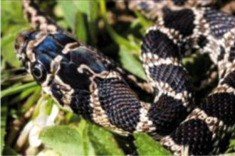 Junge Hufeisennatter auf Mallorca