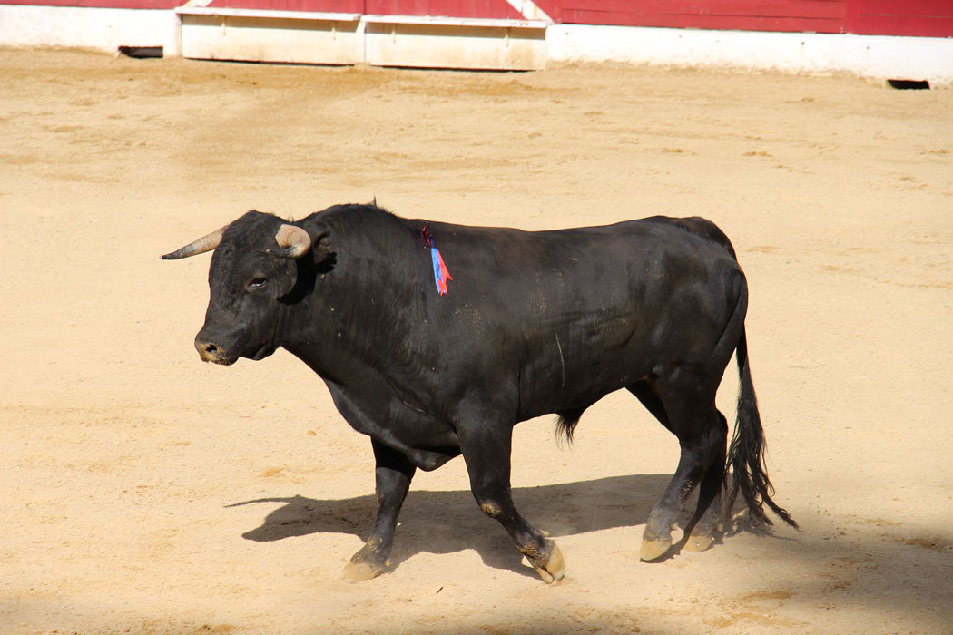 Stierkampf in Palma de Mallorca