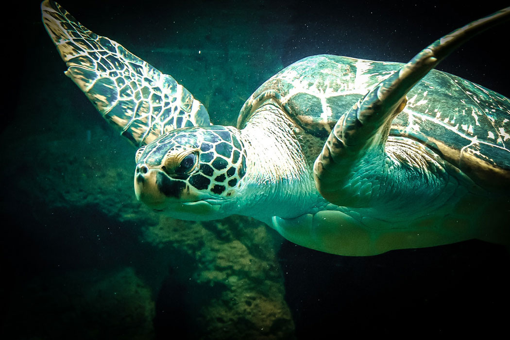 Meeresschildkröten auf Mallorca