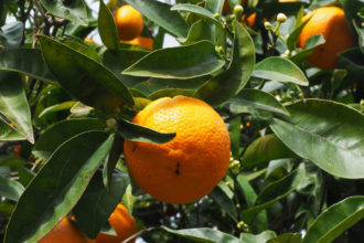 Orangen aus Mallorca