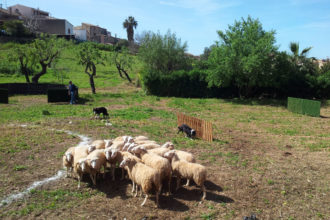 Authentisches Mallorca: Schafmesse