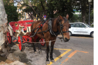 Pferdekutschen auf Mallorca