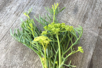 Meerfenchel auf Mallorca