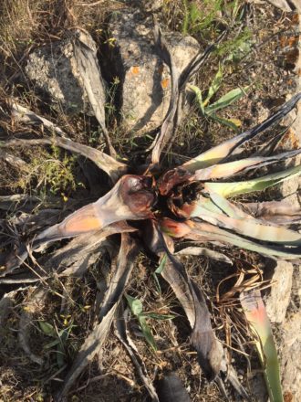kranke Agave auf Mallorca