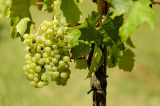 Mallorca Wein