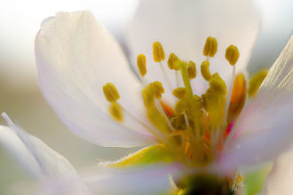 Mandelblüte auf Mallorca
