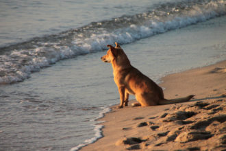 Neuer Hundestrand auf Mallorca