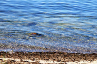 Seetang auf Mallorca