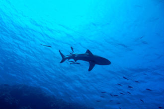 Weniger Hai vor Mallorca