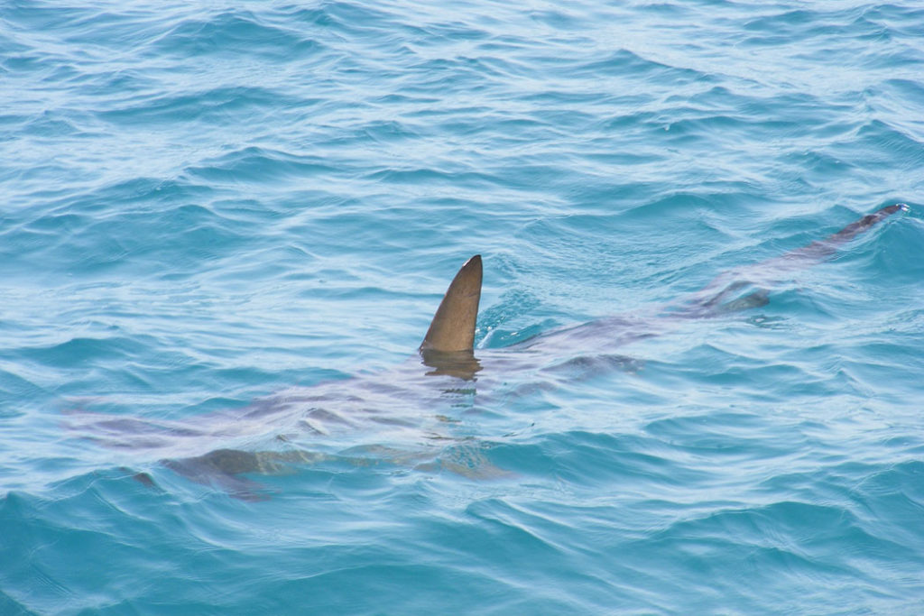 WEniger Haie vor Mallorca