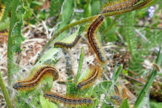 Prozessionsspinner auf Mallorca