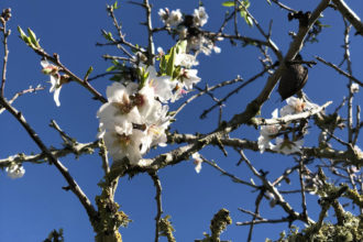Mandelbluete auf Mallorca beginnt