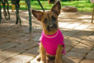 Tiersegnung auf Mallorca